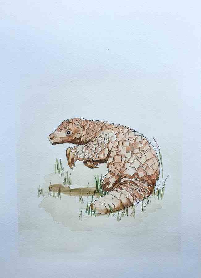 Painting of a Pangolin in watercolor and pen by Dee Maene