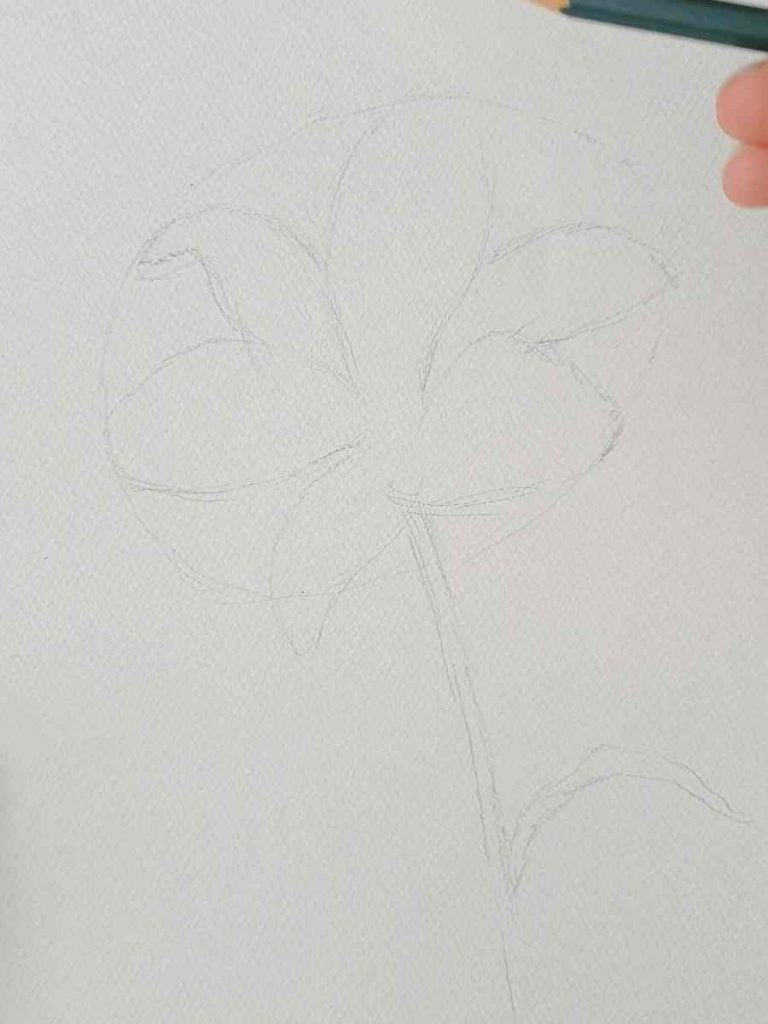 a soft pencil drawing of the outline of a lily