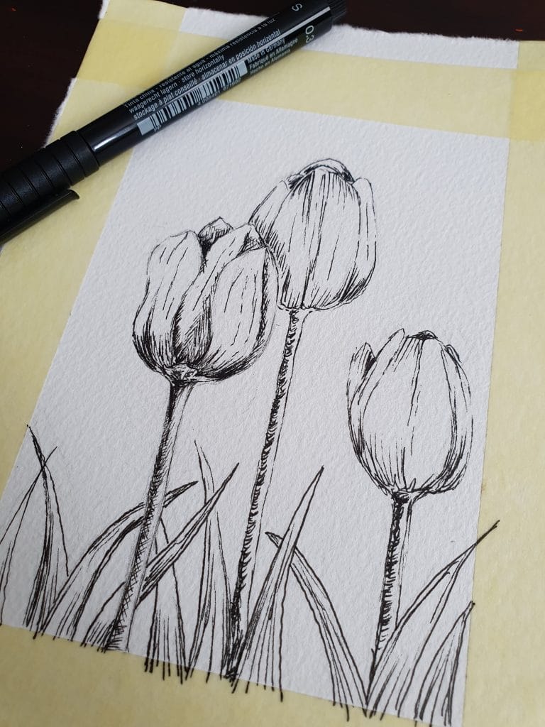 Pen drawing of tulips