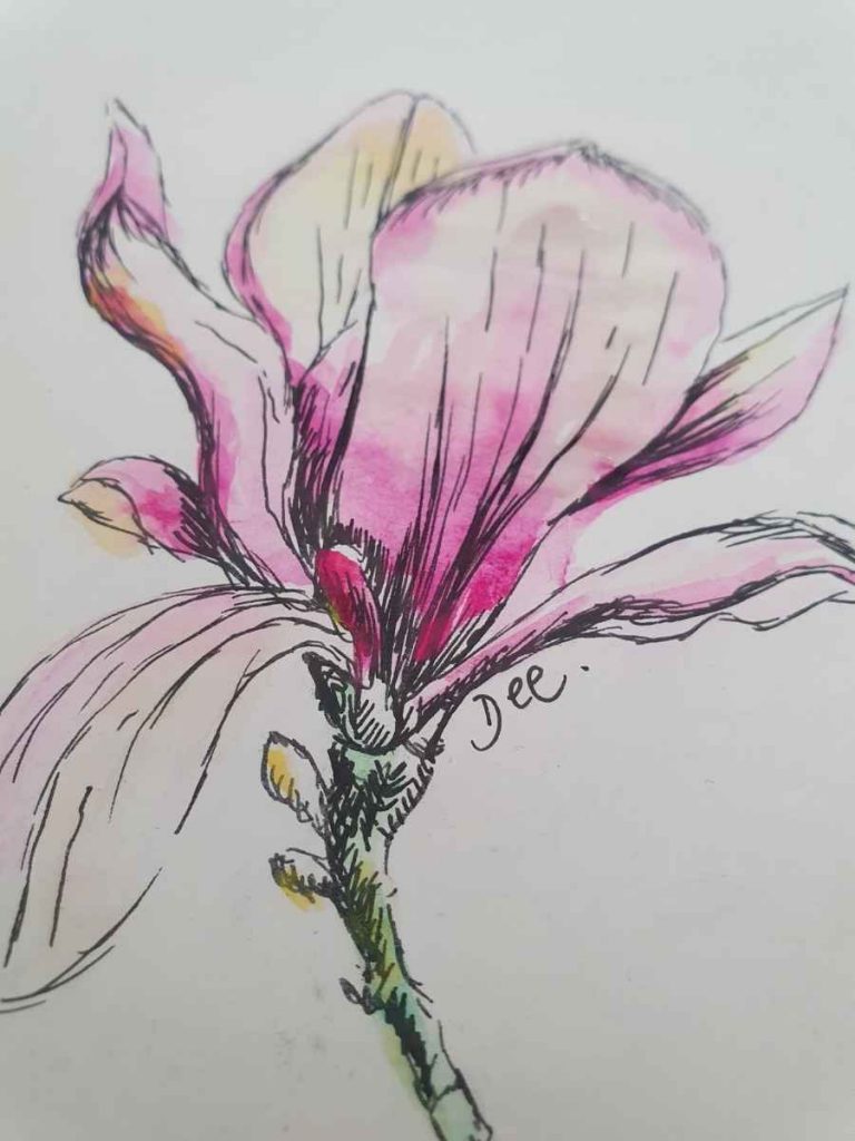 painting of a magnolia in pen and watercolor