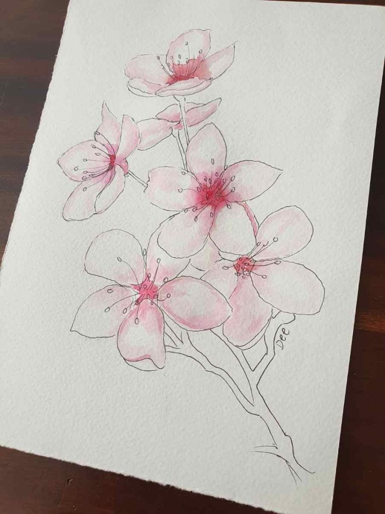 Pen and ink cherry blossom drawing with washes of pink watercolor