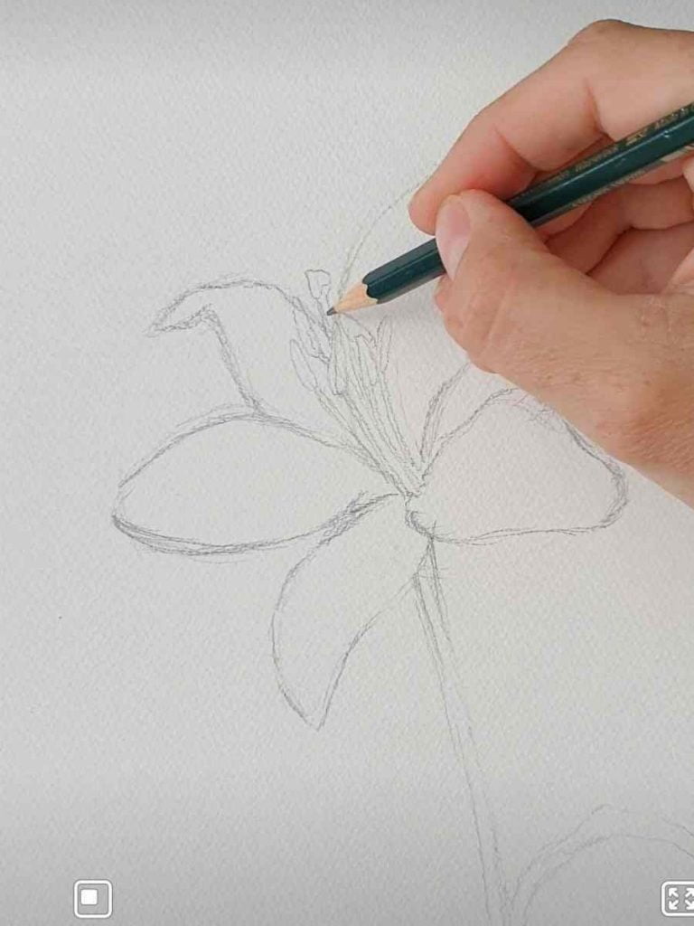 A hand drawing a pencil outline of a lily