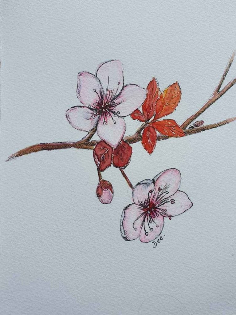 watercolor and pen drawing of cherry blossoms