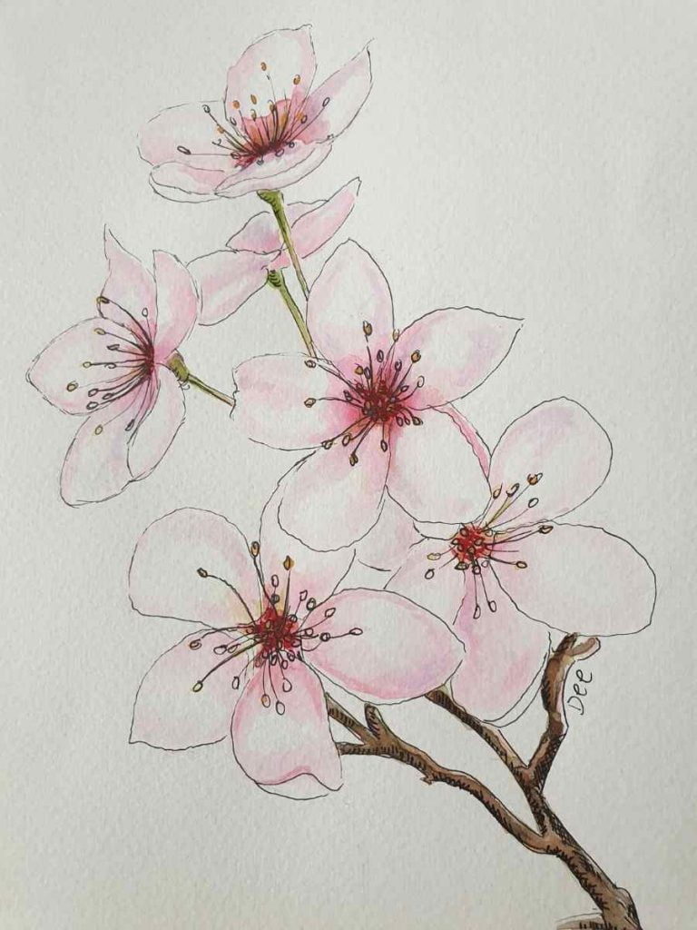 Pen and ink cherry blossom watercolor painting