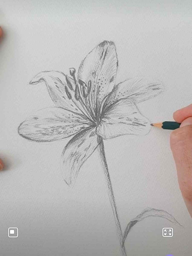 a hand doing a pencil drawing of a lily