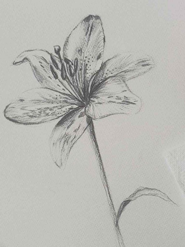 lily flower drawing in pencil