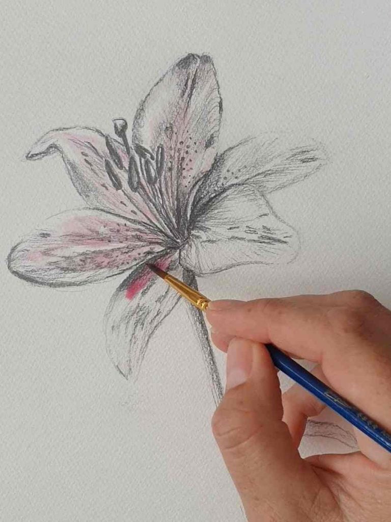 lily flower drawing with a soft watercolor wash