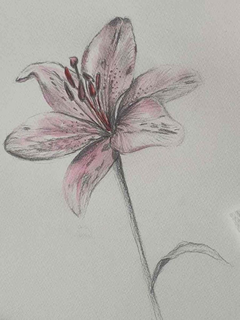 lily flower drawing with a watercolor wash
