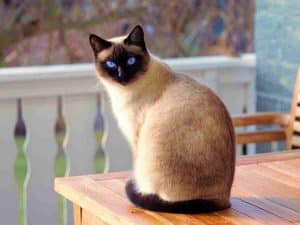 Siamese Cat sitting on a table