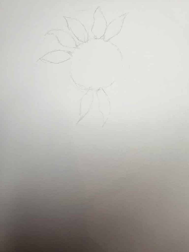 unfinished sunflower pencil drawing