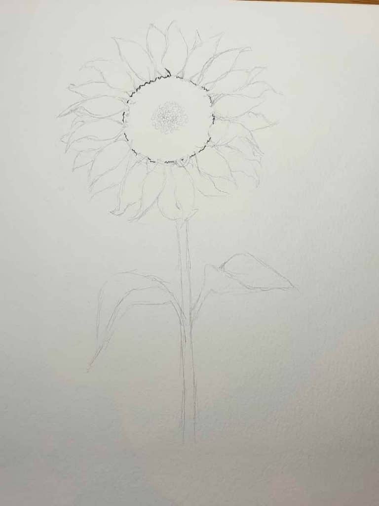 defined sunflower pencil drawing