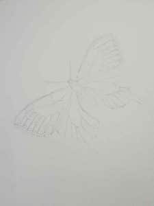 outline of a butterfly in pencil