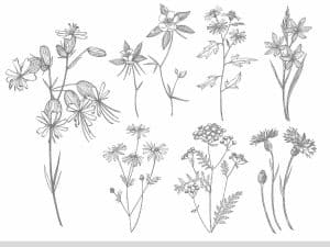 pen line drawings of wild flowers