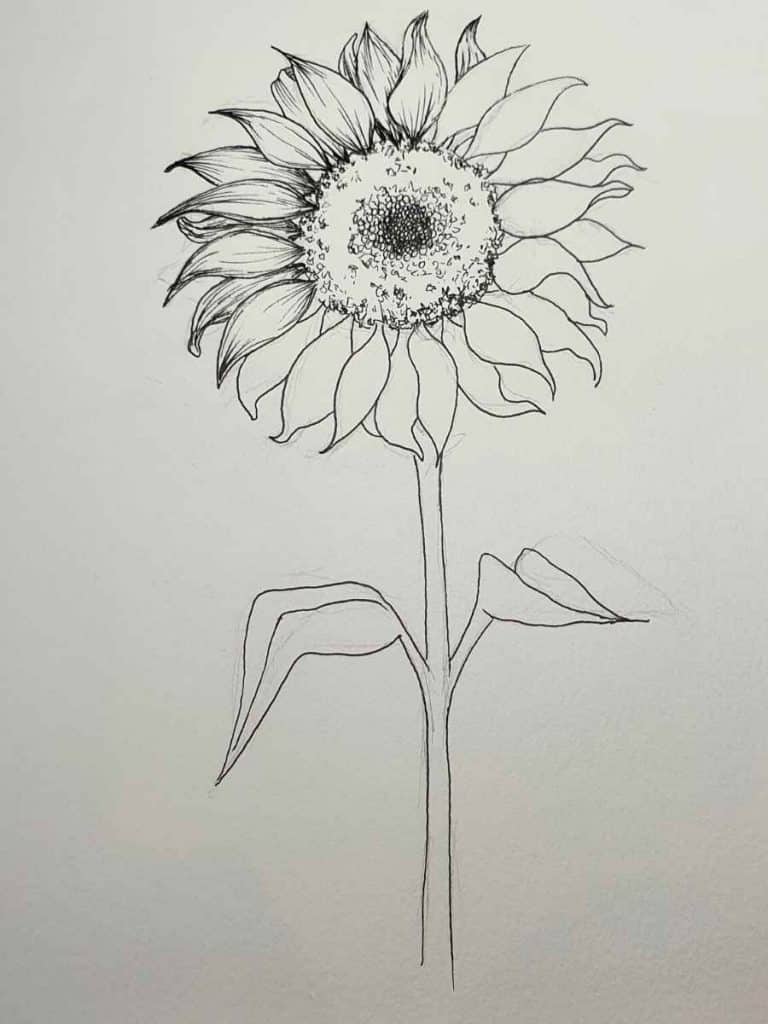 sunflower pen drawing