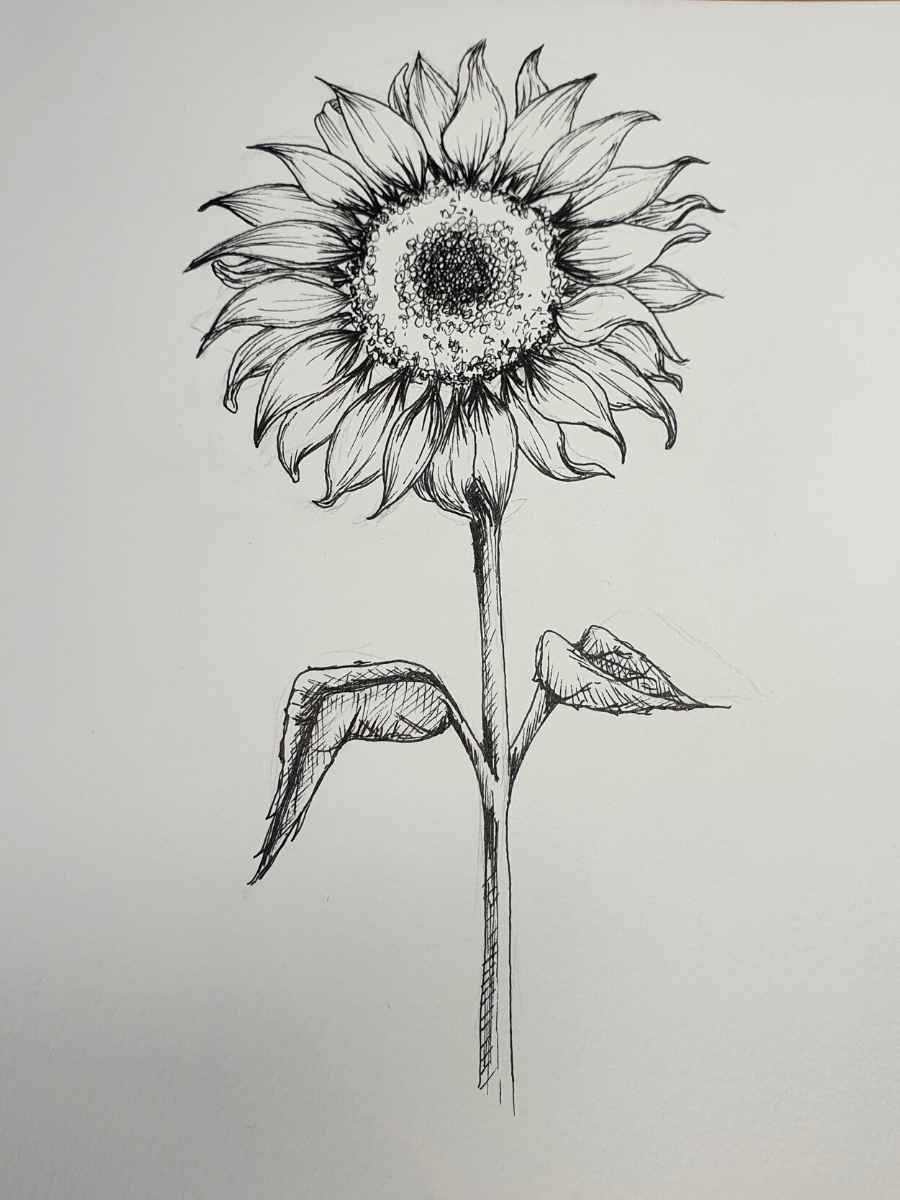 How To Do A Realistic Sunflower Pencil Drawing - Artsydee - Drawing 