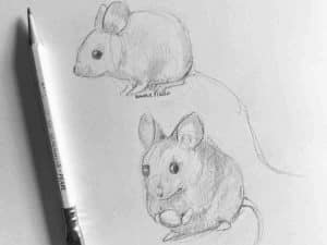 Mouse Drawing by rabbit-rivulet
