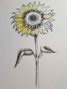 sunflower drawing with a yellow wash on the petals