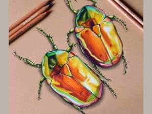 two shiny beetles drawn in colored pencil