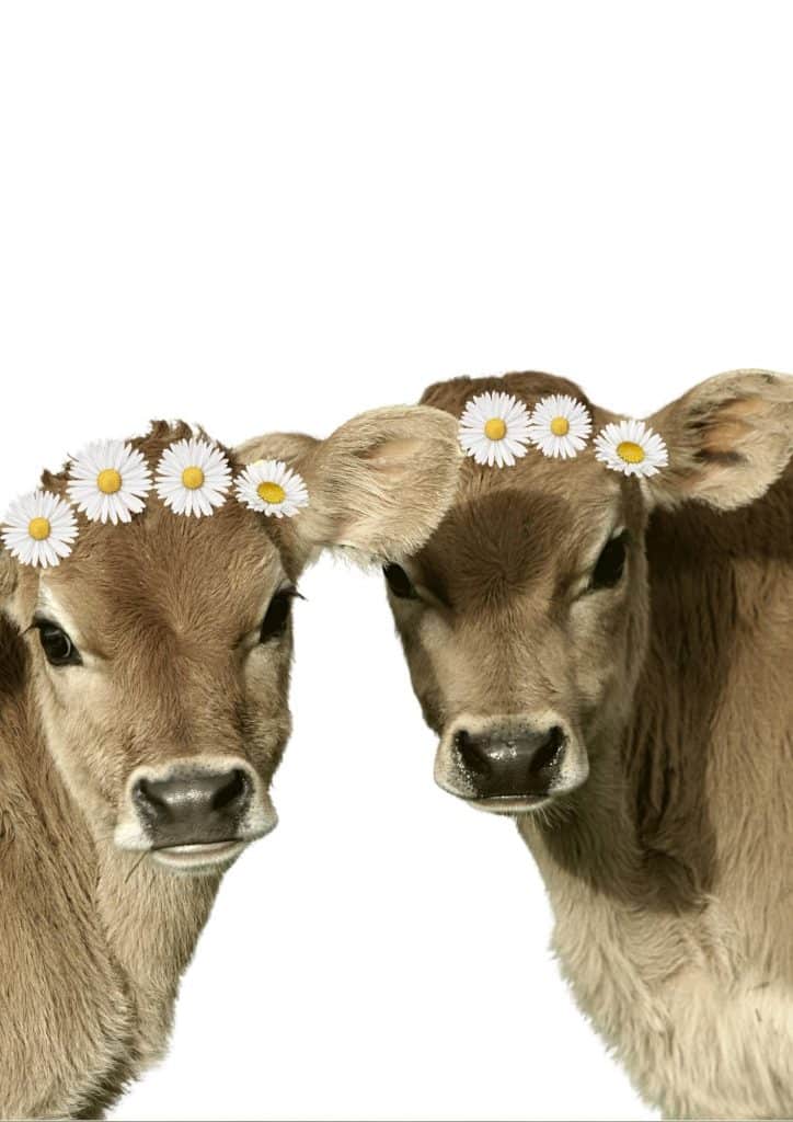 Calfs with daisy flower crowns