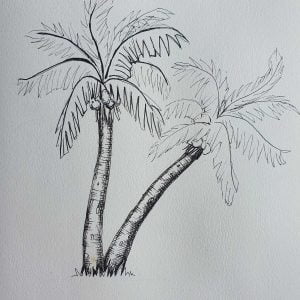 Palm tree drawing in pen on a white background unfinished