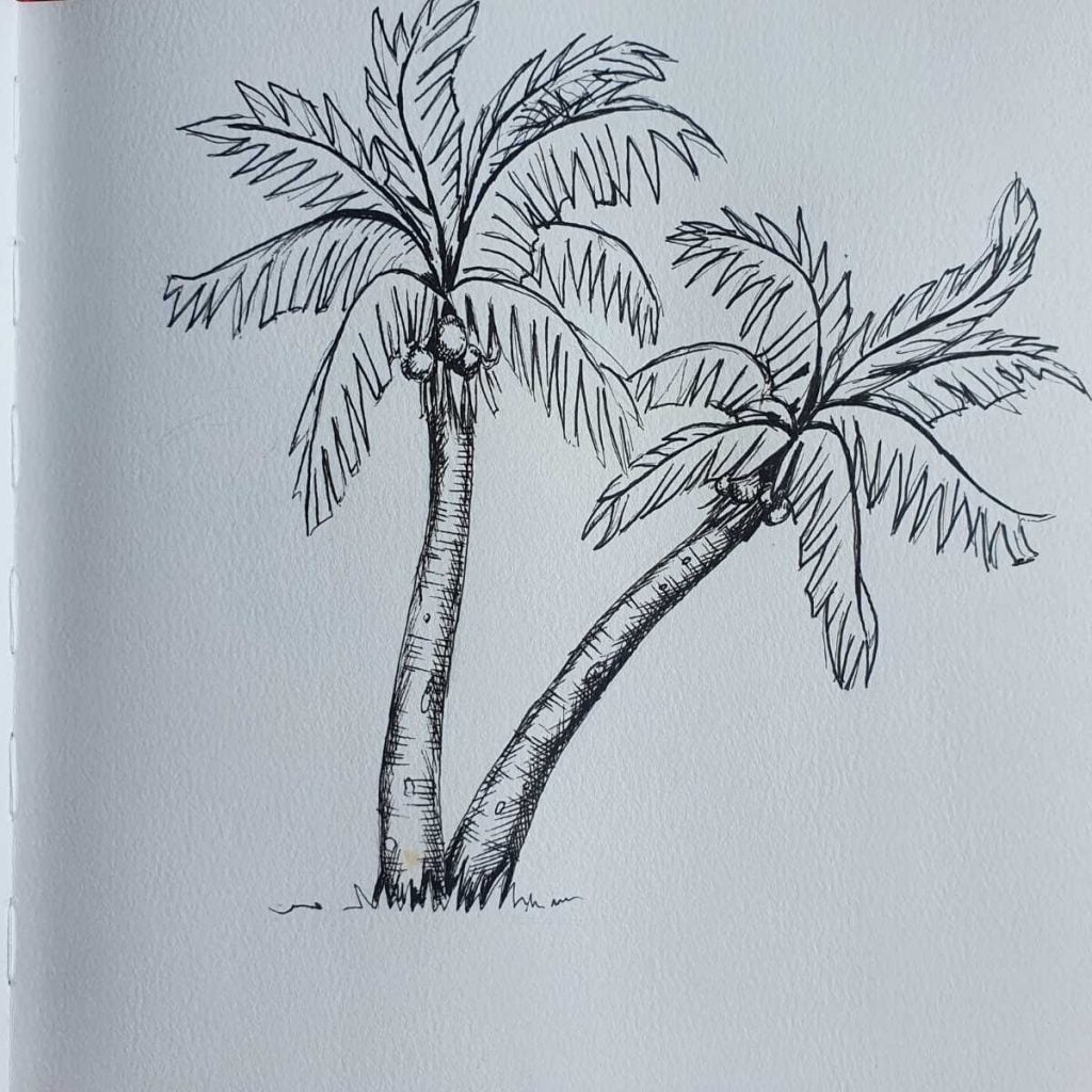 How to Draw a Palm Tree 12 Step Palm Tree Drawing Artsydee