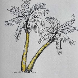 palm tree pencil drawing