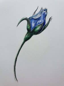 watercolor rosebud illustration