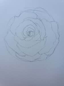 pencil rose drawing
