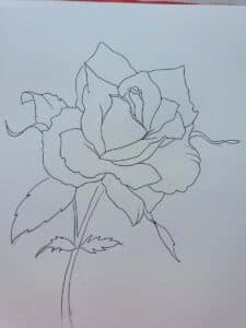 rose pen drawing outline