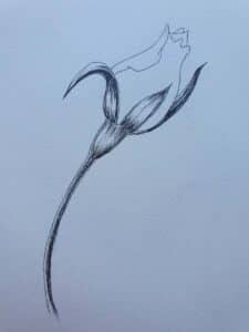 rosebud pen drawing