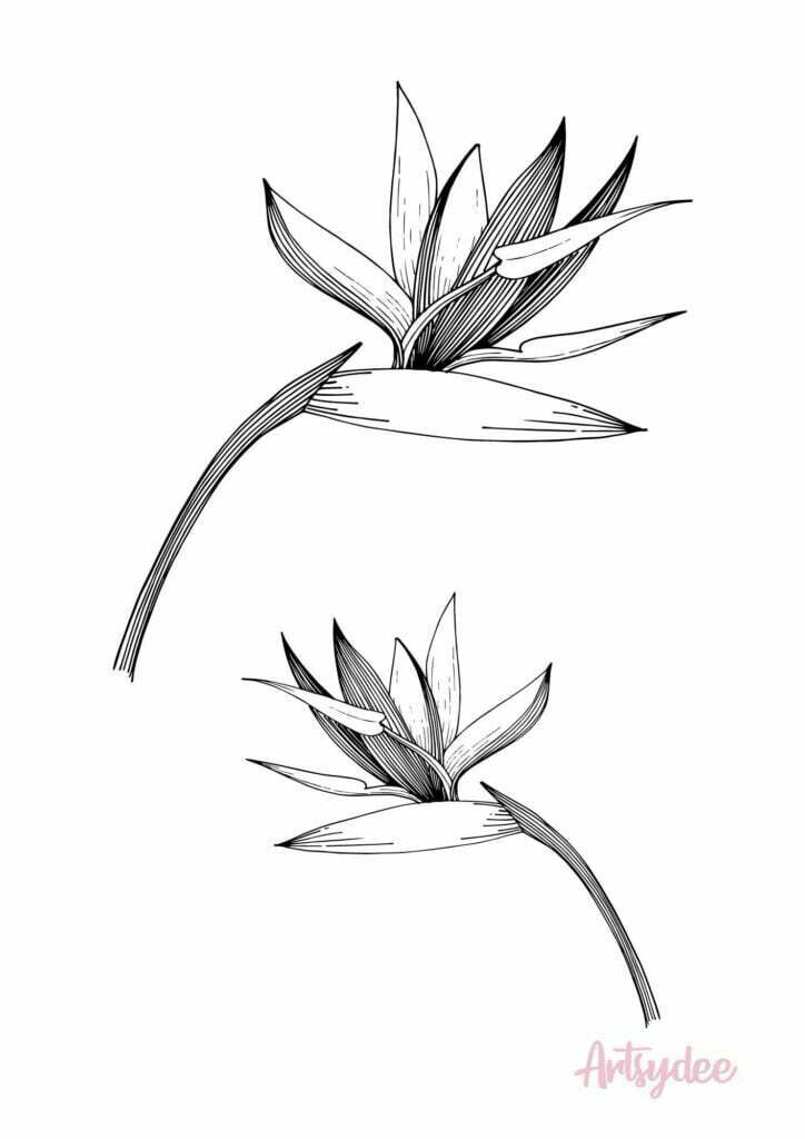 strelitzia flower template