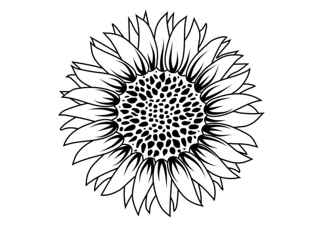 Sunflower outline drawing