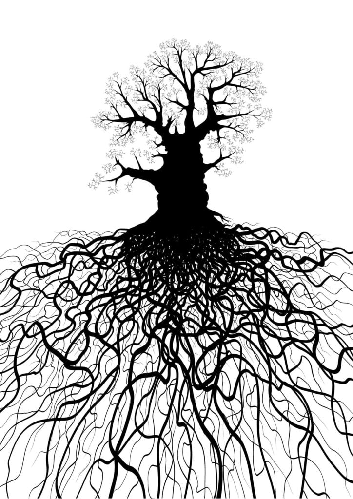 tree roots for drawing