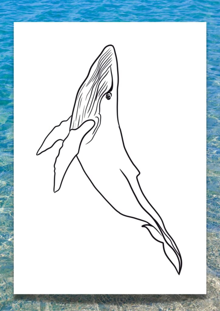 printable whale template of a blue whale