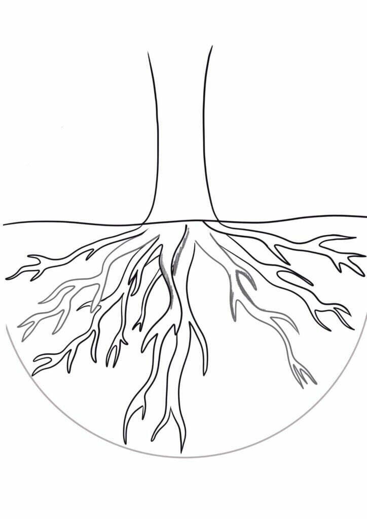 step 4 draw tree roots