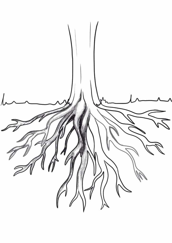 step 6 draw tree roots