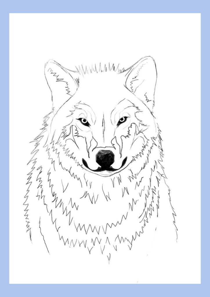 wolf drawing step 14