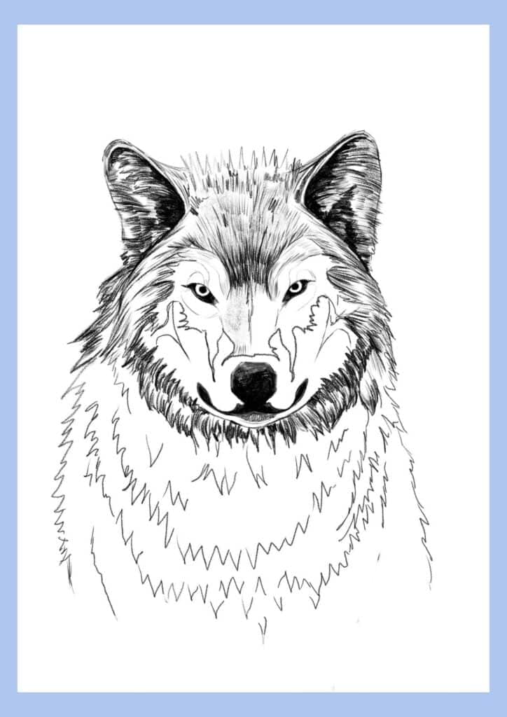 wolf drawing step 17