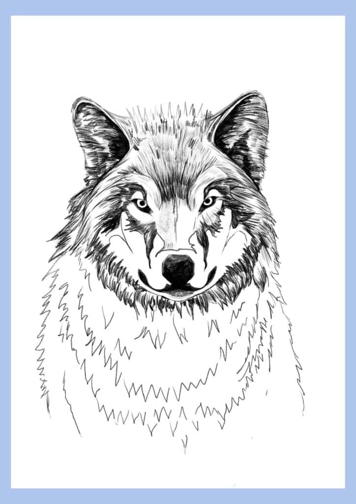 wolf drawing step 18