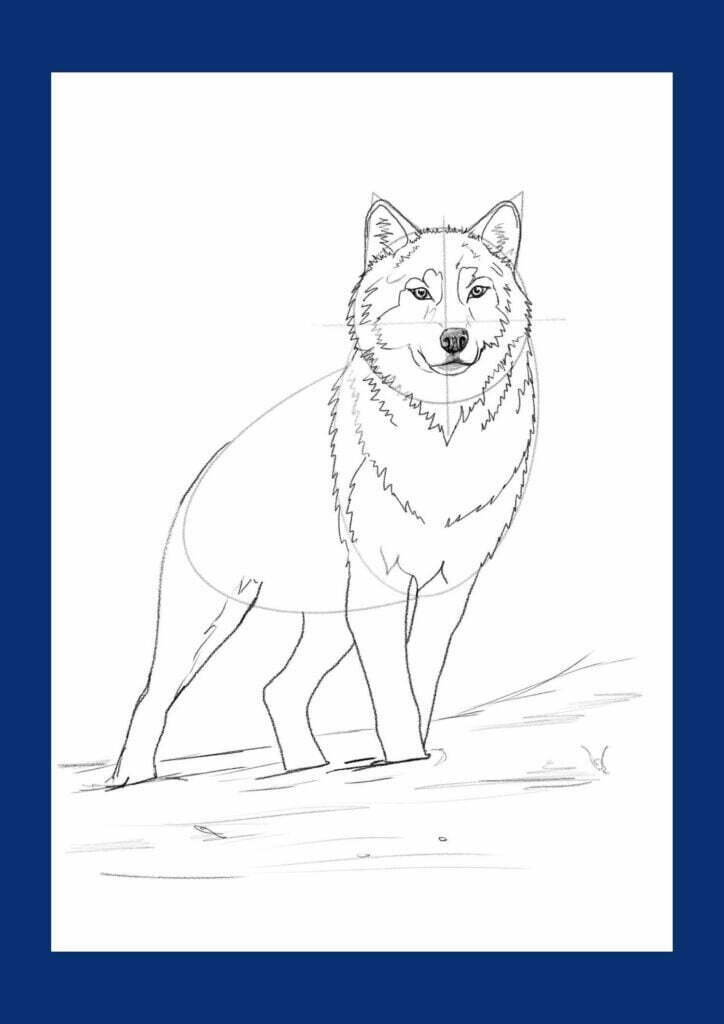 wolf body drawing