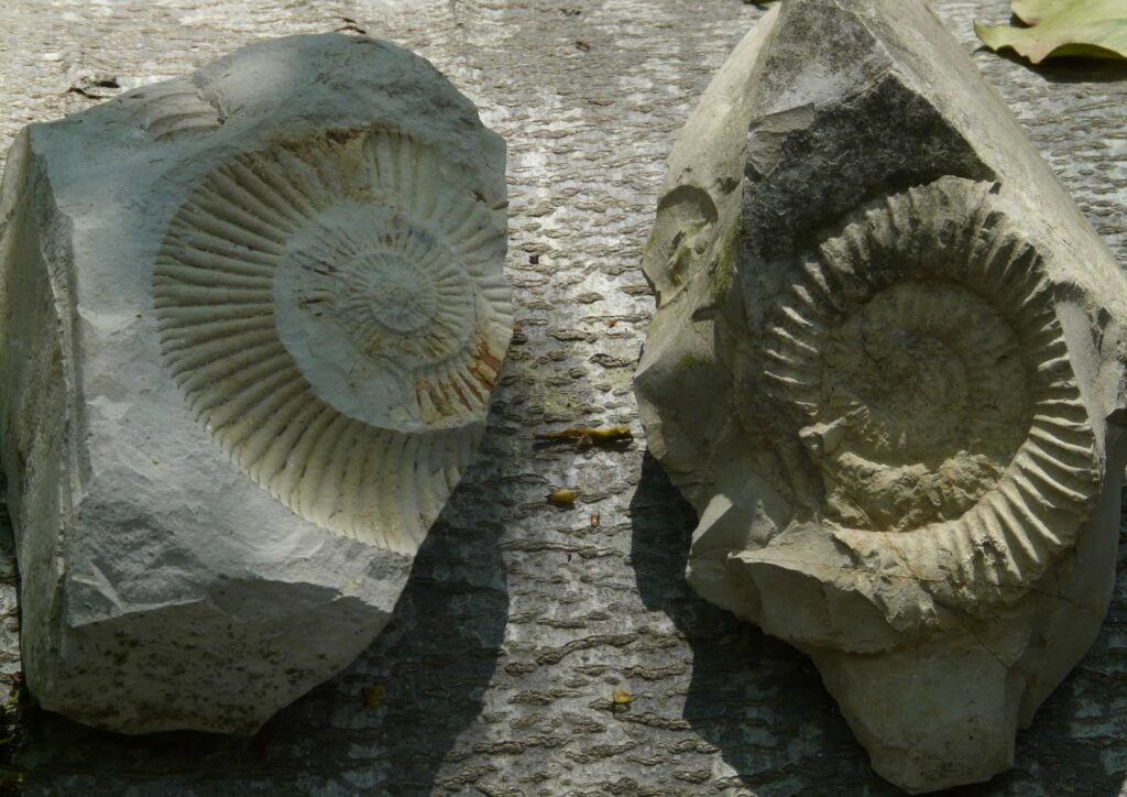 a fossil as objects to draw