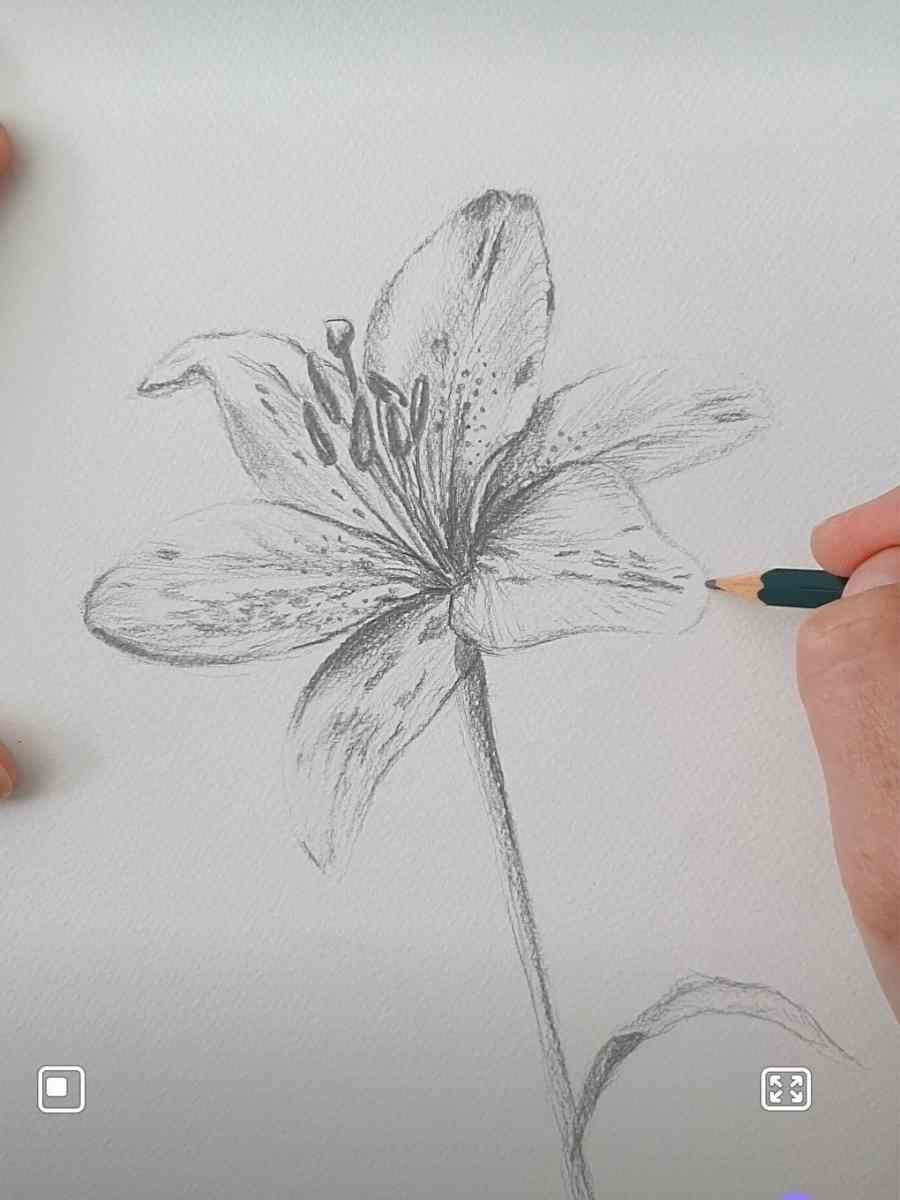 How to Sketch Your Own Lily Flower Drawing - Artsydee | Drawing