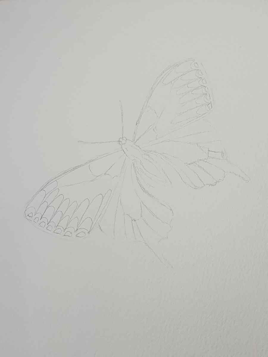 How to Draw a Butterfly - Realistic Butterfly vs. Easy Butterfly ...