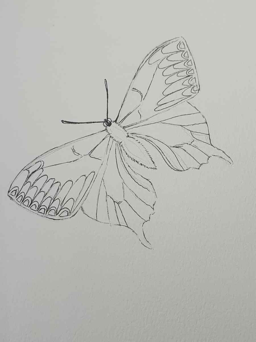 How to Draw a Butterfly - Realistic Butterfly vs. Easy Butterfly ...