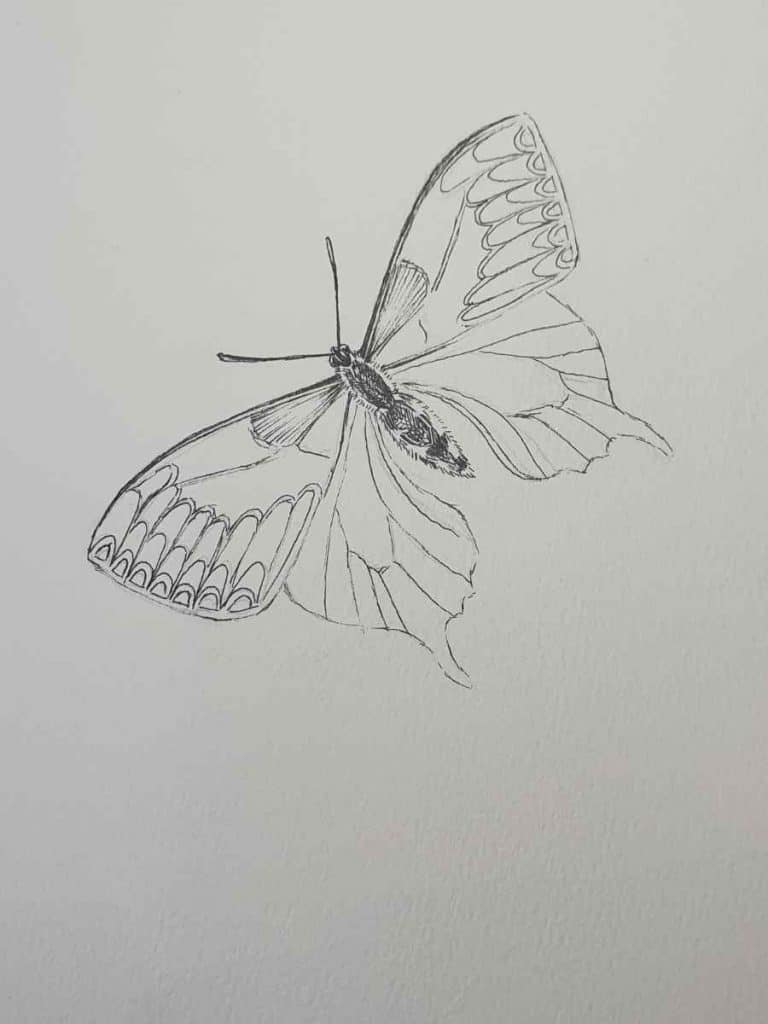 How to Draw a Butterfly - Realistic Butterfly vs. Easy Butterfly ...