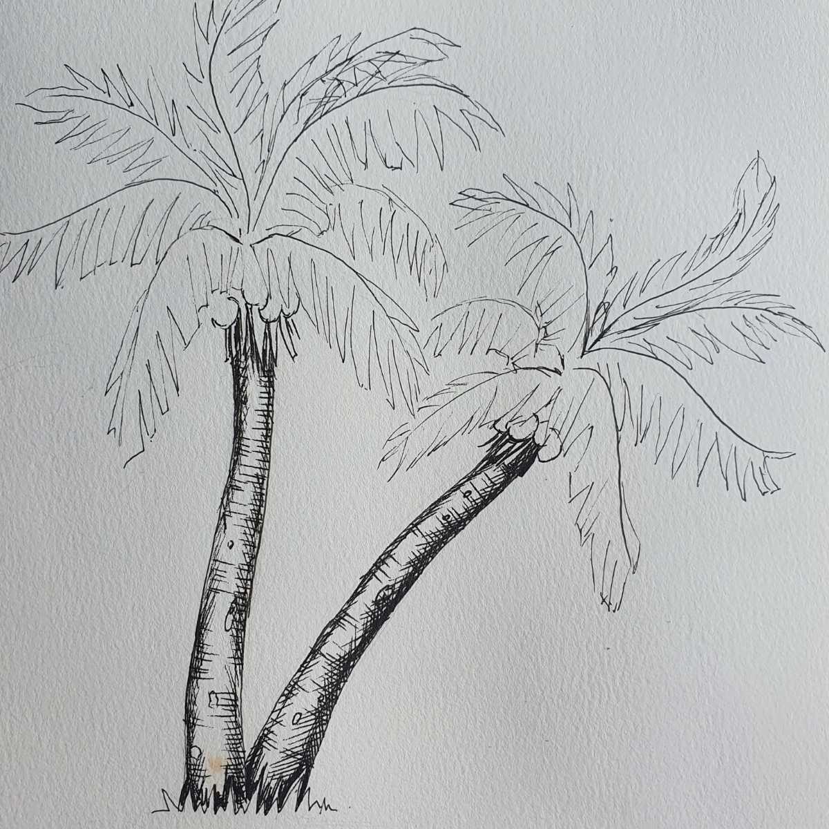 How to Draw a Palm Tree | 12 Step Palm Tree Drawing - Artsydee ...