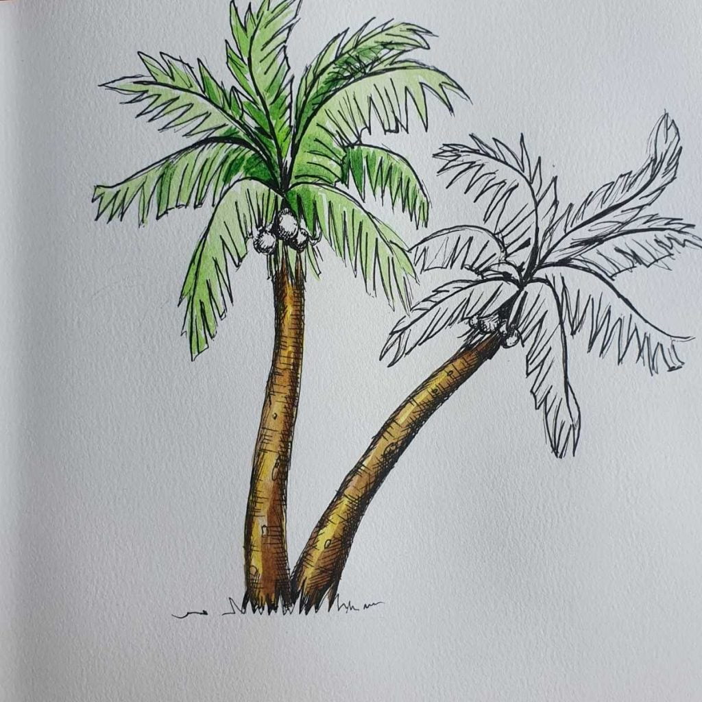 How to Draw a Palm Tree | 12 Step Palm Tree Drawing - Artsydee ...