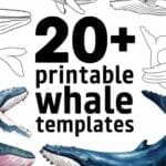 free printable whale templates