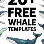 free printable whale templates