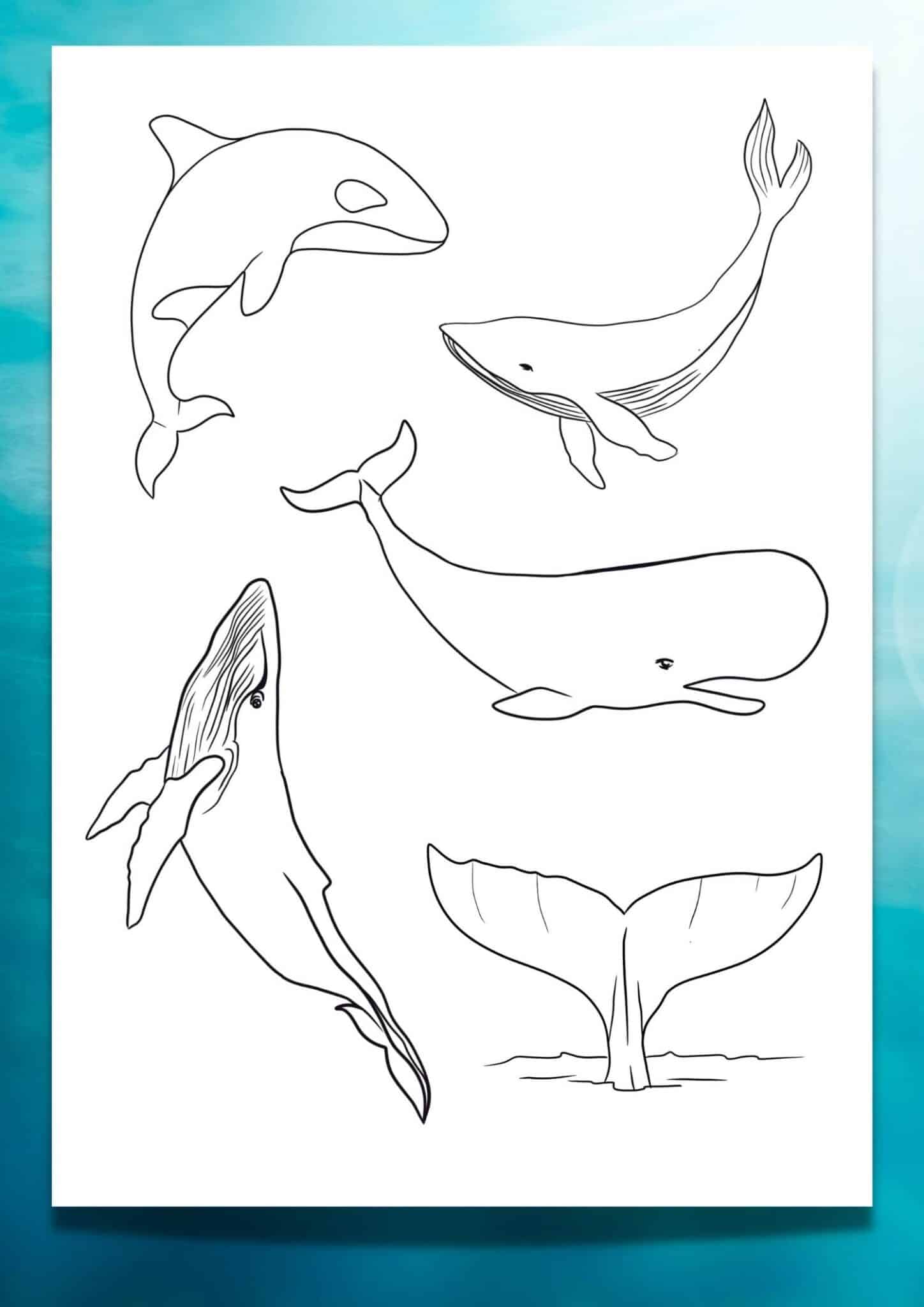 Looking for a Printable Whale Template? 6 FREE Traceable Whales